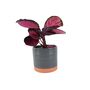 Calathea Roseopicta ‘Rosy’ – Indoor Prayer Plant With Stunning Pink Leaves 12cm Pot, thumbnail 2 of 9