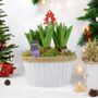 Christmas Hyacinth Bowl – 5 Festive Fragrant Bulbs, thumbnail 1 of 8