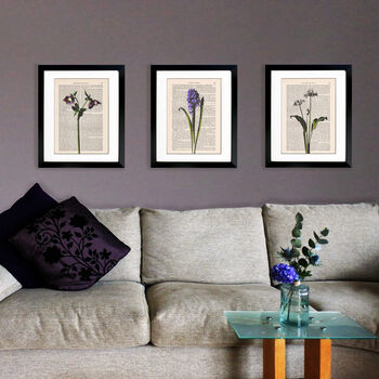 Hyacinth, Vintage Collection Print, 5 of 6