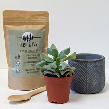 Plant Your Own Succulent Kit With Blue Leaf Pot, 3 of 5
