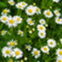 Herb Plants, Chamomile 'Roman' In A One Litre Pot, thumbnail 7 of 7