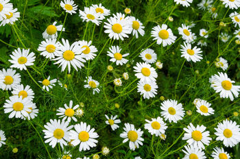 Herb Plants, Chamomile 'Roman' In A One Litre Pot, 7 of 7
