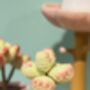 Handcrafted Succulent Garden In Pastels, thumbnail 4 of 8