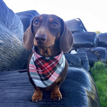 Alfies Red And White Tartan Plaid Dog Celebration Bandana, 6 of 7