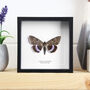 Blue Underwing Handcrafted Frame, thumbnail 1 of 3