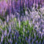 Salvia 'Crystal Blue', thumbnail 5 of 7