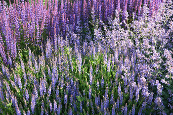 Salvia 'Crystal Blue', 5 of 7