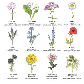 Language Of Flowers Illustration By Letterfest | notonthehighstreet.com