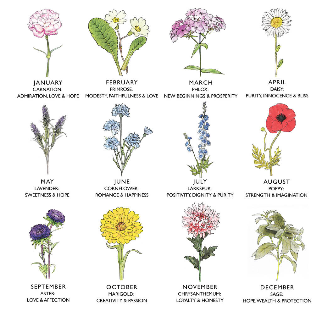 Language Of Flowers Illustration By Letterfest | notonthehighstreet.com