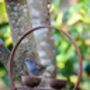 Double Rusty Hanging Bird Feeder, thumbnail 5 of 5
