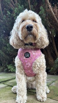 Old Garden Bloom Roses Puppy Or Dog Harness With Optional Set, 8 of 12