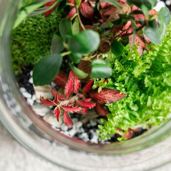 Beginner Friendly Bonsai Terrarium Kit | 'Perth', 8 of 12