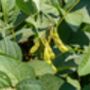 Edamame Plants, 'Green Shell', thumbnail 2 of 5