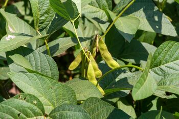 Edamame Plants, 'Green Shell', 2 of 5
