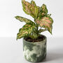 Chinese Evergreen Plant With Handmade Pot, thumbnail 4 of 6