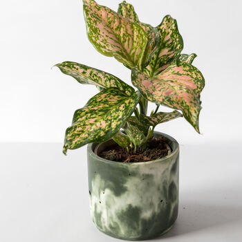 Chinese Evergreen Plant With Handmade Pot, 4 of 6