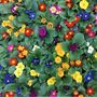 Primula 'Multicolours Mix' 20 X Full Plant Pack, thumbnail 1 of 5