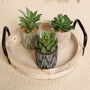 Set Of Three Artificial Succulent Plants In Pot, thumbnail 7 of 8