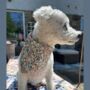 Handmade Dog Bandanas, thumbnail 9 of 11