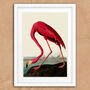 Vintage Flamingo Illustration Art Print, thumbnail 6 of 7