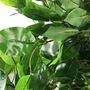 90cm Artificial Ficus Tree, thumbnail 4 of 4