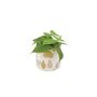 Trailing Heartleaf Philodendron In 12cm Pot, thumbnail 8 of 12