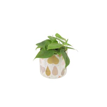 Trailing Heartleaf Philodendron In 12cm Pot, 8 of 12