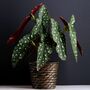 Begonia Maculata 'Polka Dot' Houseplant, thumbnail 1 of 5