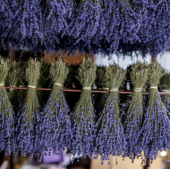 English Dried Lavender Two Bunches As A Gift, 5 of 5