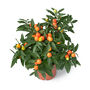 Christmas Ornamental Solanum One Litre Pot, thumbnail 2 of 2