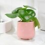Peperomia Raindrop Plant In 12cm Pot Indoor Houseplant, thumbnail 4 of 7