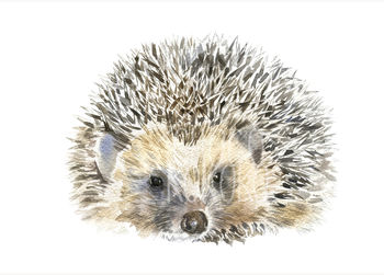Dad Hedgehog Fine Art Print, 2 of 2