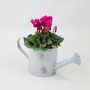 Cyclamen In Watering Can – Autumn Flowering Plant Gift, thumbnail 1 of 2