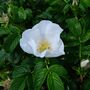 Rose Plant Rosa Rugosa 'Alba' Rose Plant Bare Rooted, thumbnail 4 of 5