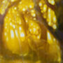 Natures Cathedral, thumbnail 4 of 9