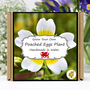 Gardening Gift. Poached Egg Flowers Kit, thumbnail 1 of 6