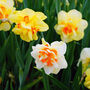 Spring Bulbs Daffodil 'Double Mixed' Six Bulb Pack, thumbnail 5 of 5