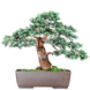 Blue Spruce Bonsai Tree Growing Kit, thumbnail 6 of 11