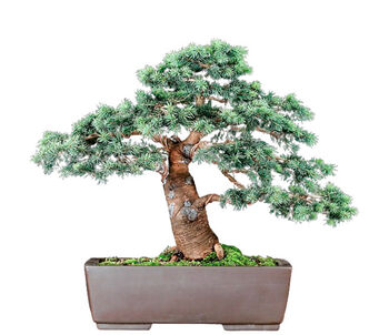 Blue Spruce Bonsai Tree Growing Kit, 6 of 11