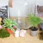 Large Diy Terrarium Kit With Plants Gift For Plant Lover Christmas Gift, thumbnail 9 of 11