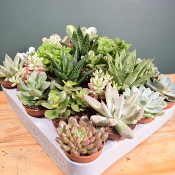 Succulent Mix Five.5cm Pots Surprise Plants, 7 of 8