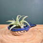 Ceramic Whale With Air Plant Air Plant Holder Gardner Gift Plant Gift Cute Desk Accessory, thumbnail 5 of 6