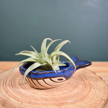 Ceramic Whale With Air Plant Air Plant Holder Gardner Gift Plant Gift Cute Desk Accessory, 5 of 6