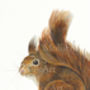English Red Squirrel, Print Of Original Painting, thumbnail 2 of 3