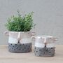 Norman Planters, thumbnail 1 of 2