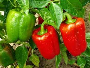 Sweet Pepper Plants Bellboy Three X Plug Plant Pack, 4 of 5