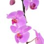 Pink Phalaenopsis Orchid Two Stem – UK Grown In Ceramic Pot, thumbnail 4 of 4