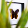 Gold Edged Owl Insect Bug Moth Butterfly Box Frame Entomology Taxidermy Interior Design Modern Home Decor Wall Hanging Gift Ornament, thumbnail 2 of 4