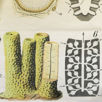Vintage Biology Chart, Pfurtenschneller Sponge, 5 of 5
