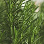 Herb Plants Rosemary Two X 9cm Pots, thumbnail 2 of 4